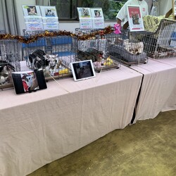 子猫たくさん！保護猫譲渡会　名古屋市 サムネイル3