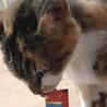 飼い主施設入居 残されたミミちゃん サムネイル3