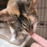 飼い主施設入居 残されたミミちゃん サムネイル4