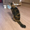飼い主施設入居 残されたミミちゃん サムネイル5