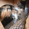 飼い主施設入居 残されたミミちゃん サムネイル6