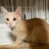 クリーム色のまろくん