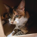 飼い主施設入居 残されたミミちゃん