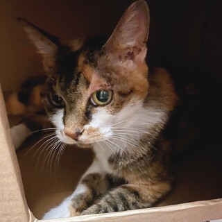 飼い主施設入居 残されたミミちゃん