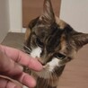 飼い主施設入居 残されたミミちゃん サムネイル2