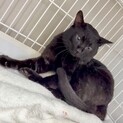 慎重さんな黒猫⭐︎アンジュ⭐︎男の子
