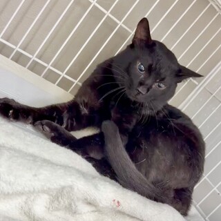 慎重さんな黒猫⭐︎アンジュ⭐︎男の子