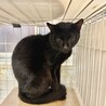 慎重さんな黒猫⭐︎アンジュ⭐︎男の子 サムネイル2