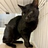 慎重さんな黒猫⭐︎アンジュ⭐︎男の子 サムネイル3