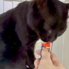 慎重さんな黒猫⭐︎アンジュ⭐︎男の子 サムネイル4