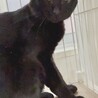 慎重さんな黒猫⭐︎アンジュ⭐︎男の子 サムネイル5