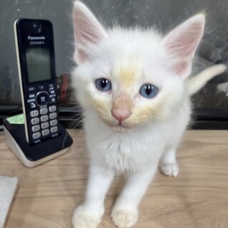 8月7日生まれモフモフでブルーアイの白猫ちゃん