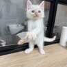 8月7日生まれモフモフでブルーアイの白猫ちゃん サムネイル2