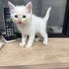 8月7日生まれモフモフでブルーアイの白猫ちゃん サムネイル3