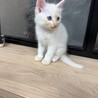 8月7日生まれモフモフでブルーアイの白猫ちゃん サムネイル4