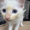 8月7日生まれモフモフでブルーアイの白猫ちゃん サムネイル5