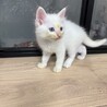 8月7日生まれモフモフでブルーアイの白猫ちゃん サムネイル6