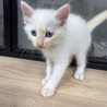 8月7日生まれモフモフでブルーアイの白猫ちゃん サムネイル7