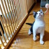 【10/11譲渡会】穏やかな甘えん坊ハチワレくん サムネイル4