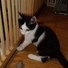 【10/11譲渡会】穏やかな甘えん坊ハチワレくん サムネイル5
