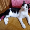 【10/11譲渡会】穏やかな甘えん坊ハチワレくん サムネイル6