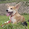 6ヶ月の男の子、一朔 サムネイル2