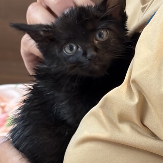 1ヶ月半　甘えん坊　黒猫　ここちゃん