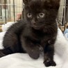 1ヶ月半　甘えん坊　黒猫　ここちゃん サムネイル3