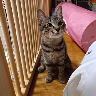 【10/11譲渡会】賢い甘えん坊のキジちゃん