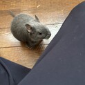 デグー ヴァイオレット 男の子