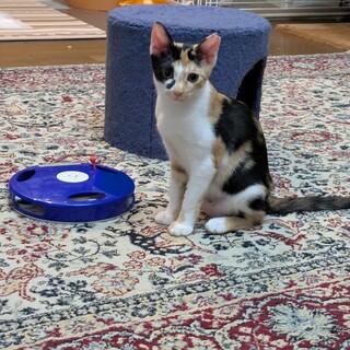 お顔模様が個性的な三毛猫ちゃん