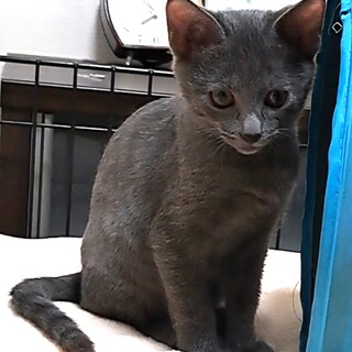 活発な男の子、風(ふう)ちゃんです!