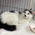人慣れ抜群のちょび⭐︎黒白♂