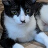 4カ月の仲良し三姉妹 サムネイル2