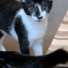 4カ月の仲良し三姉妹 サムネイル4