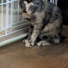 4カ月の仲良し三姉妹 サムネイル5