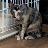 4カ月の仲良し三姉妹 サムネイル6