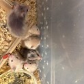 ゴールデン　カラーハムスター