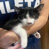 ツヤツヤ黒毛のハチワレくん サムネイル2