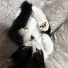 ツヤツヤ黒毛のハチワレくん サムネイル4