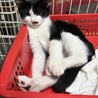 ツヤツヤ黒毛のハチワレくん サムネイル5