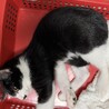 ツヤツヤ黒毛のハチワレくん サムネイル6
