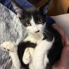 ツヤツヤ黒毛のハチワレくん サムネイル7