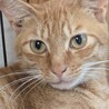 チャトラ １歳の男の子 ユーキくん