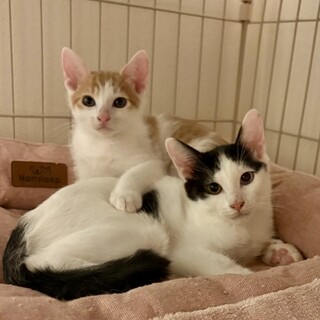 【10/18月島】個性豊かなかわいい仔猫４兄妹