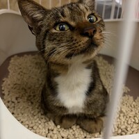 マロン