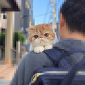 エキゾチックショートヘア♂２歳　元気いっぱい！！