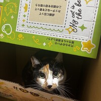 柚子