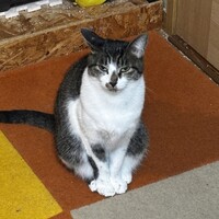 チョボ