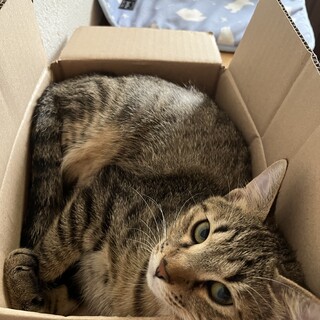 子猫の里親募集中　岡山県